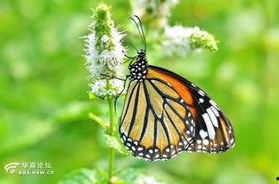 国产采精小蝴蝶,探寻自然之美与科技创新的完美融合
